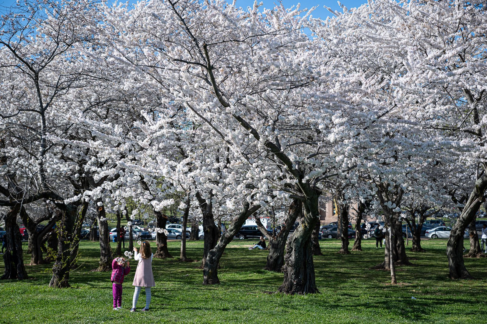 Peak bloom date for DC’s famed cherry blossoms announced