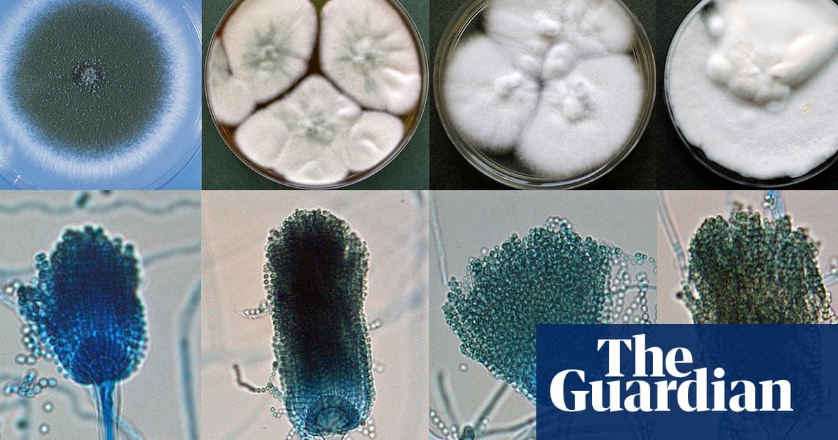 Killer fungi detectives: inside the lab that may be fighting the next pandemic | Fungi