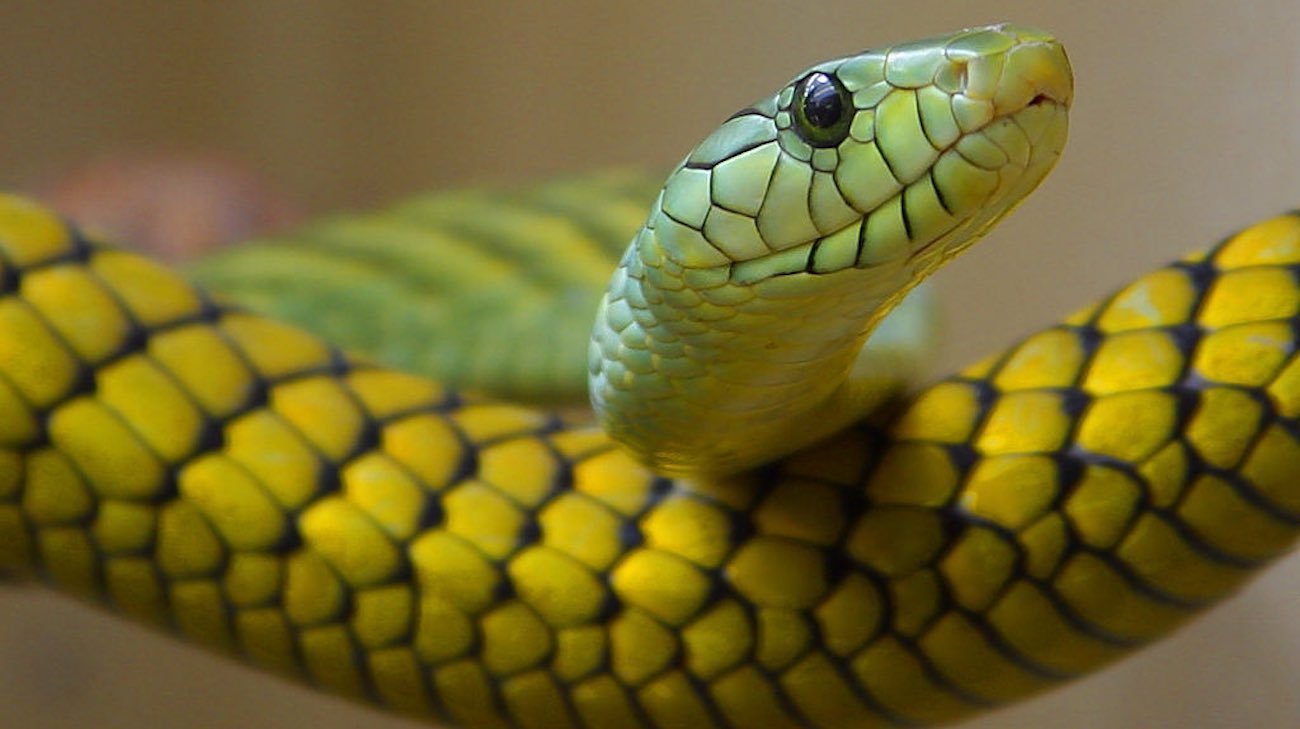 Scientists Find Potential Universal Antivenom to Treat Snakebites, from Kraits to King Cobras.