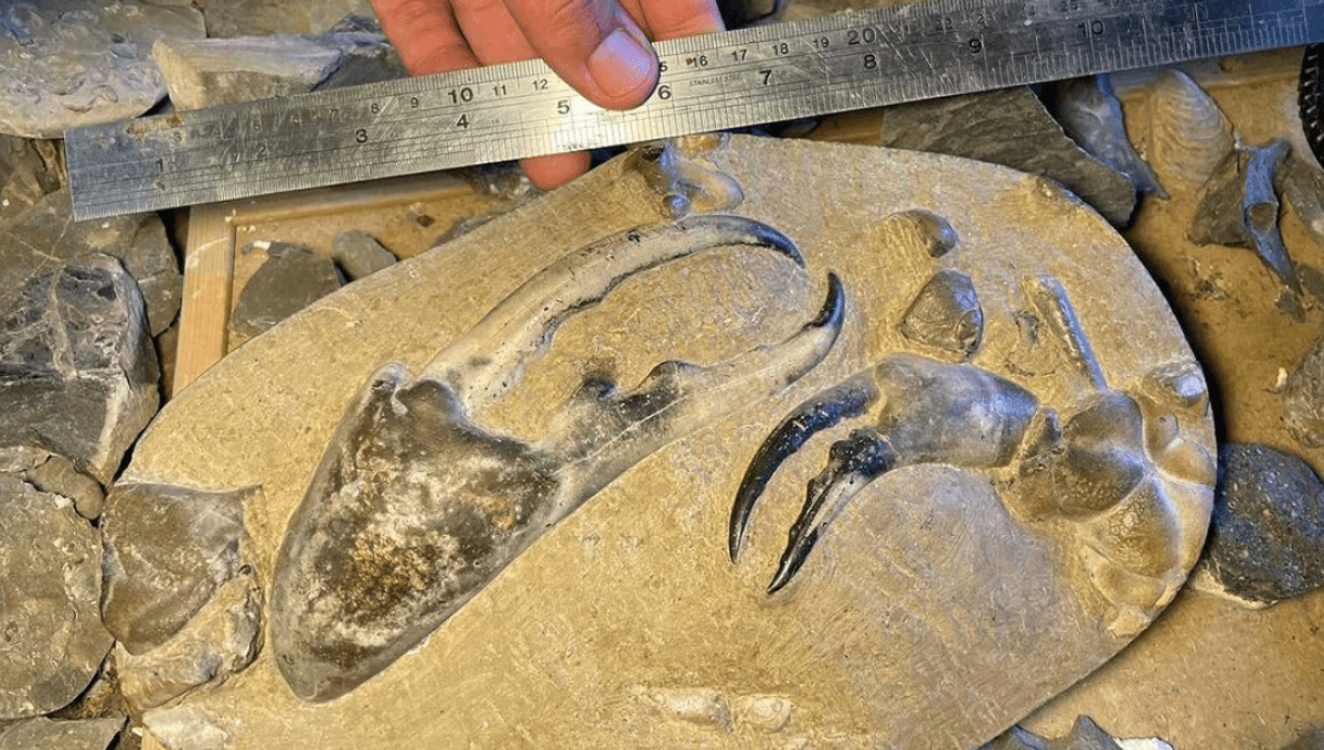 Largest Fossil Crab Claw Ever Discovered Is 8 Million Years Old