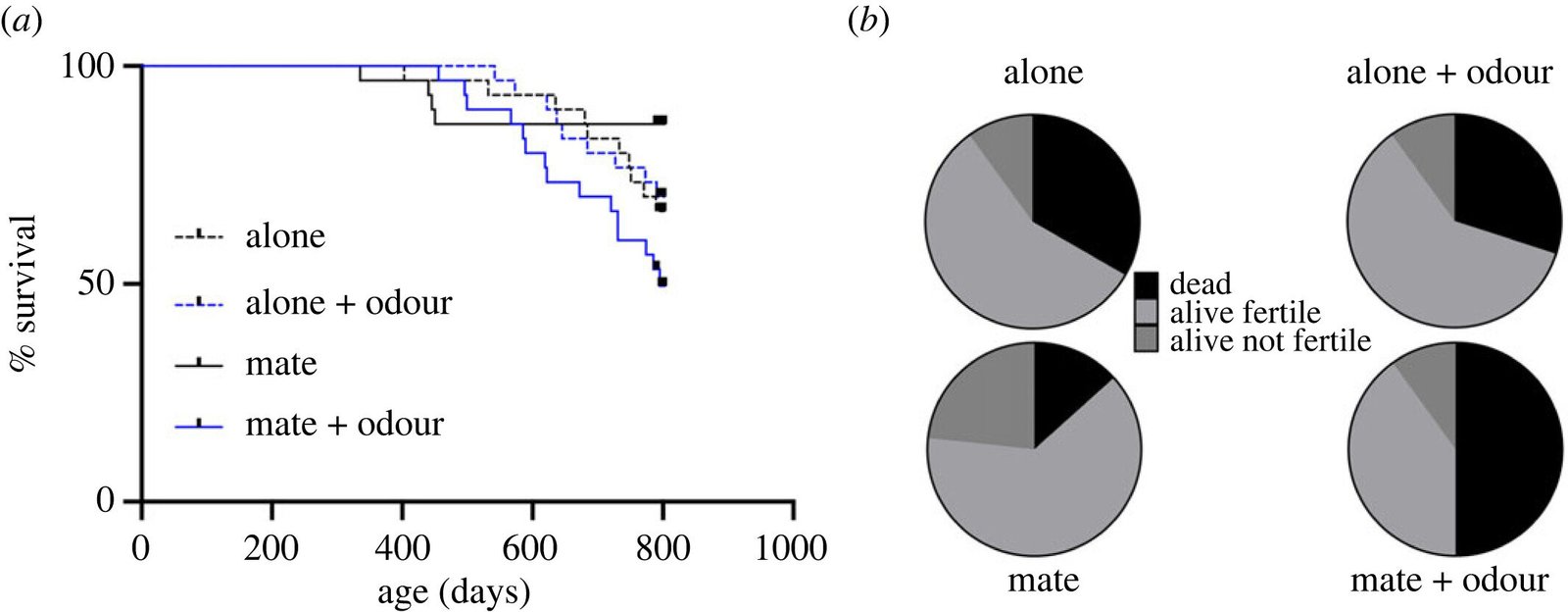 Female olfactory cues hasten mortality and reproductive aging, mouse study finds