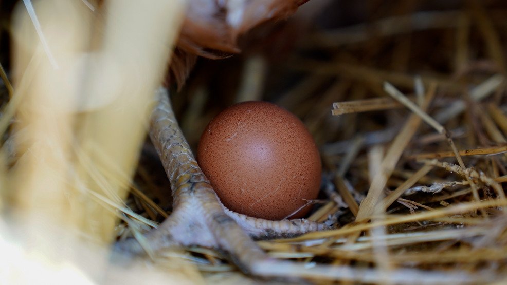 What’s keeping egg prices high for Easter? It’s not just inflation