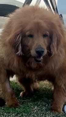 Obese golden retriever who couldn’t stand gets new lease on life