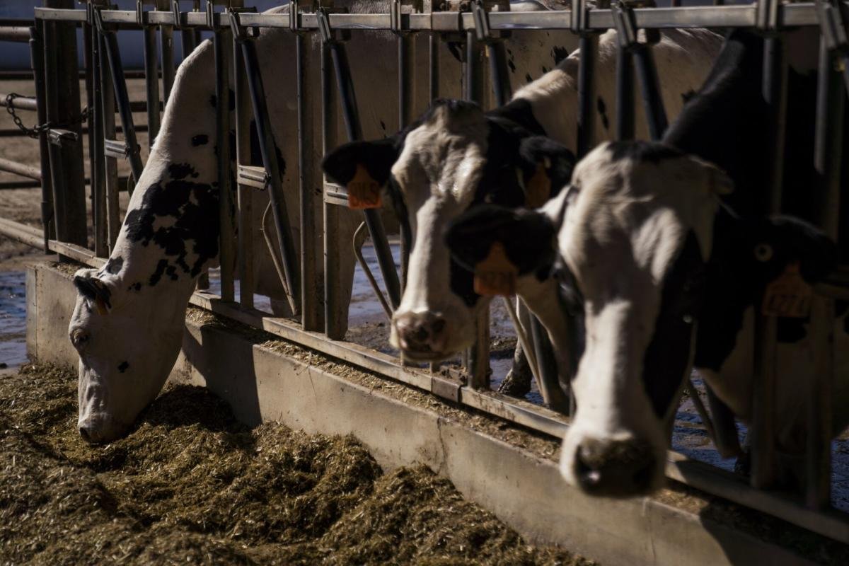 Bird Flu Found in Michigan, Idaho Cows as Virus Spreads in US