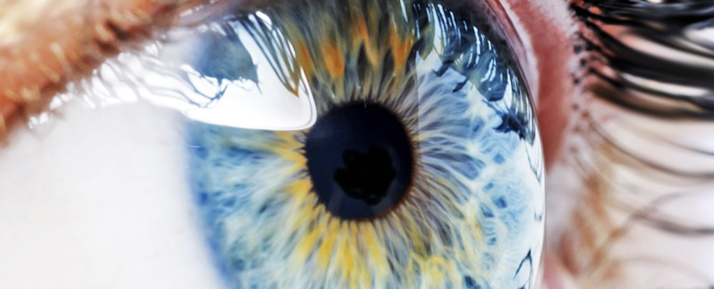 Surprising Link Found Between Gut Bacteria And Vision Loss : ScienceAlert