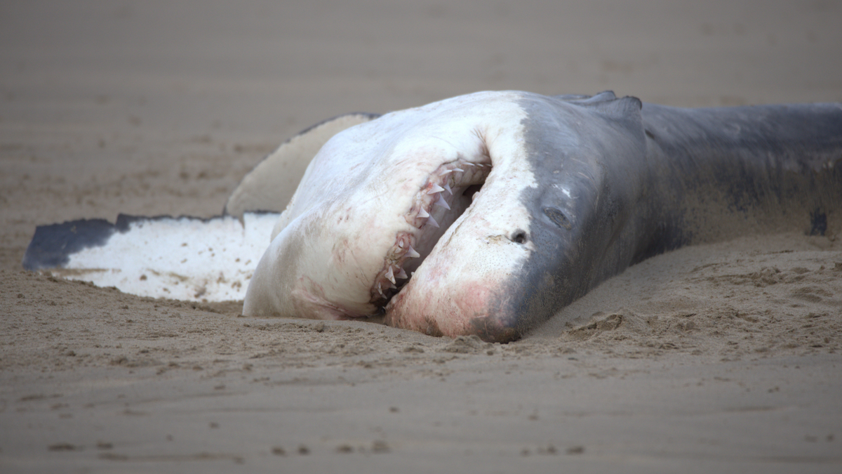 A Single Orca Killed and Ate a Great White Shark, Video Reveals