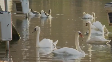 Officials confirm positive cases of bird flu amid multiple swan deaths at Lake Eola