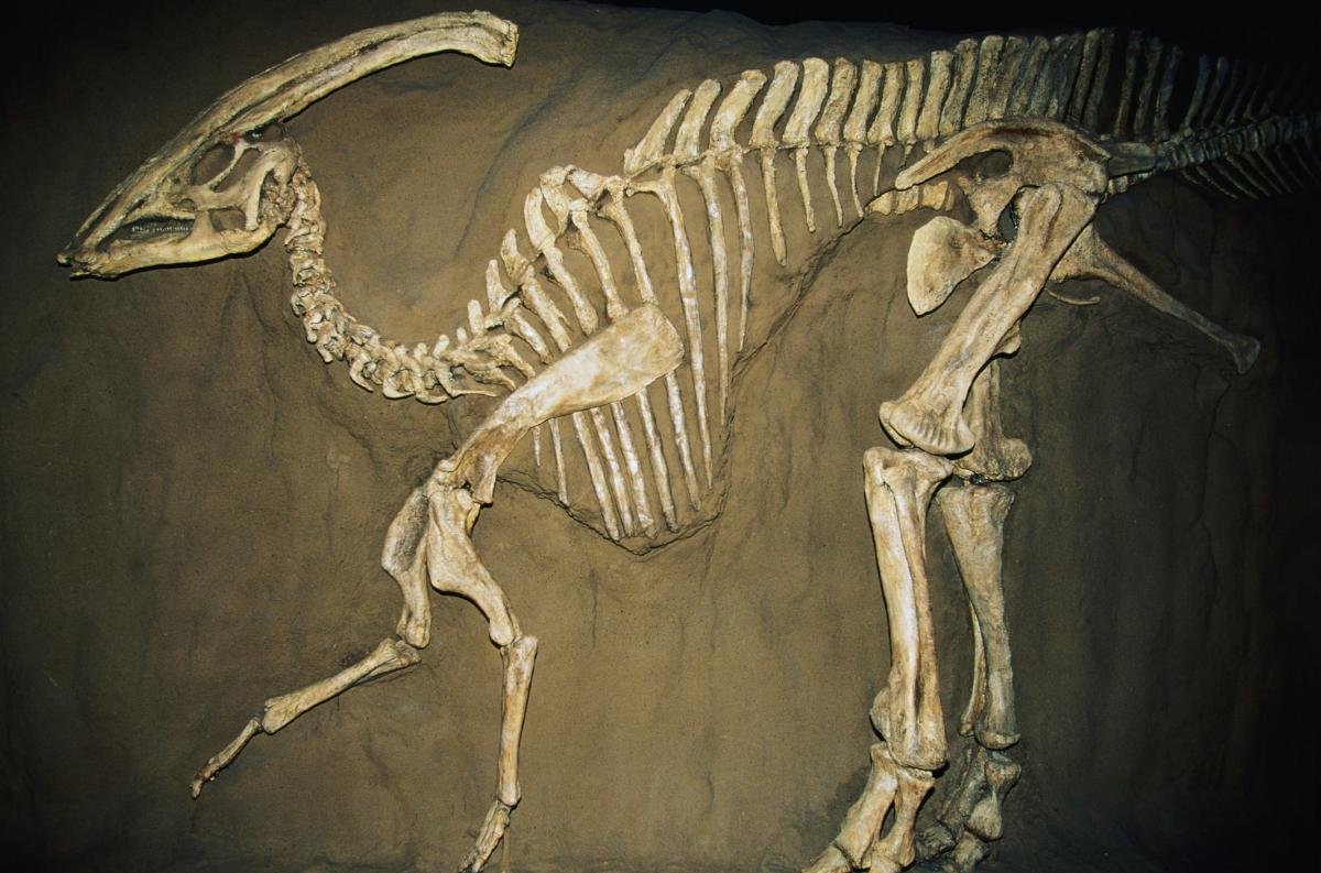 A man stumbled upon a 70-million-year-old dinosaur fossil but kept it secret for 2 years