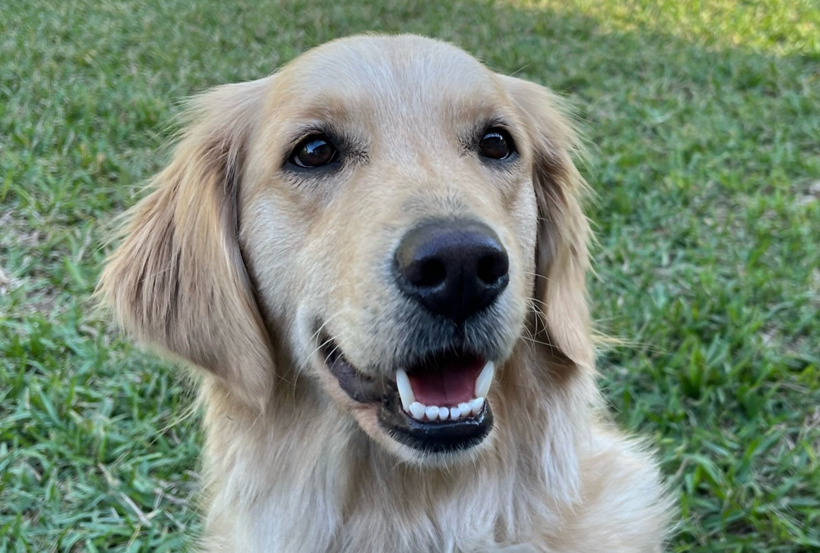 Golden Retriever Known to Eat Scraps at McDonald’s Finds Forever Home