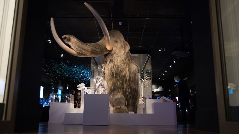 Can the woolly mammoth really be resurrected? Scientists take a small step closer