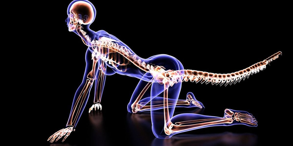 Scientists have discovered why humans no longer have tails