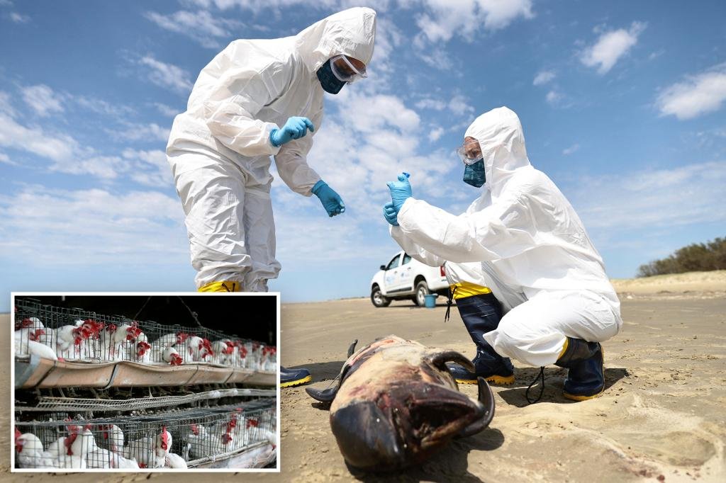 Fears of humans catching avian flu heighten as virus spreads to mammals: ‘Quite likely’