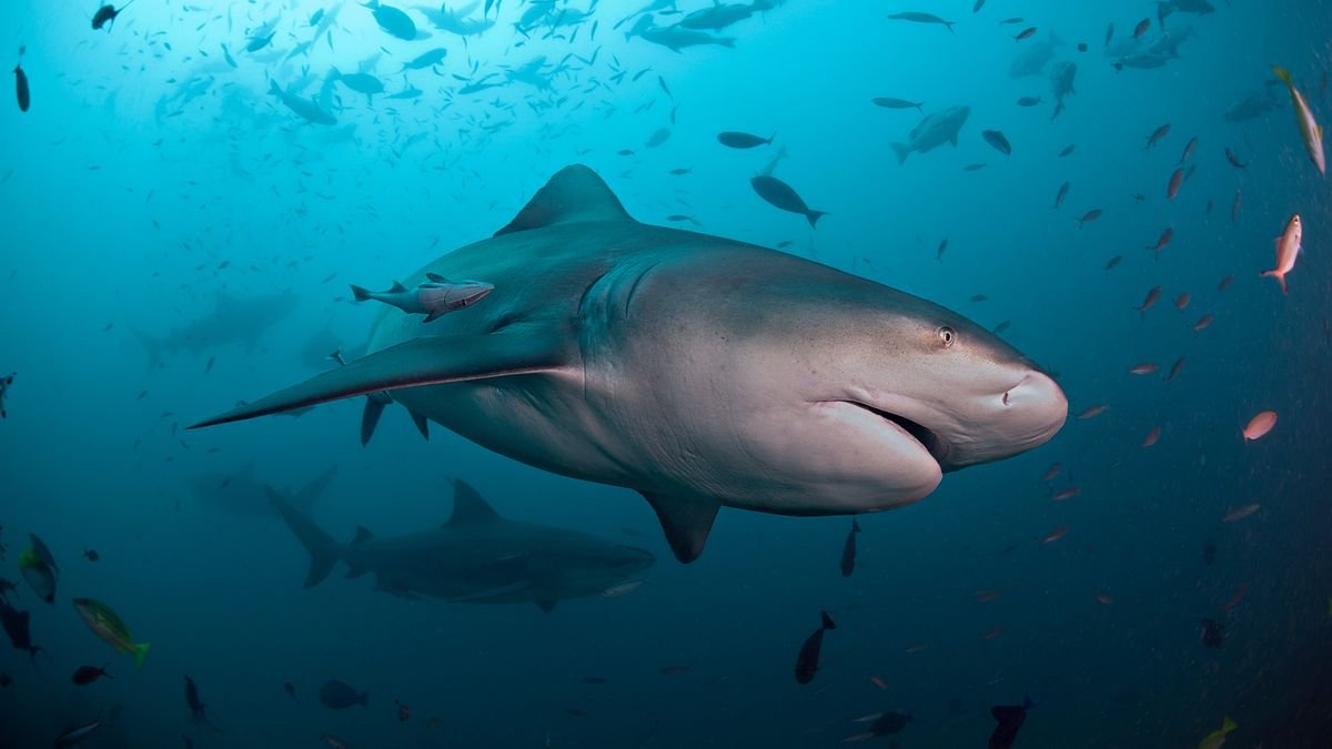 There’s 5 times as many bull sharks off Alabama now — but don’t worry about shark bites