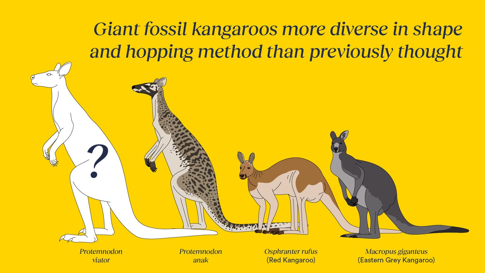 Digging up new species of Australia and New Guinea’s giant fossil kangaroos