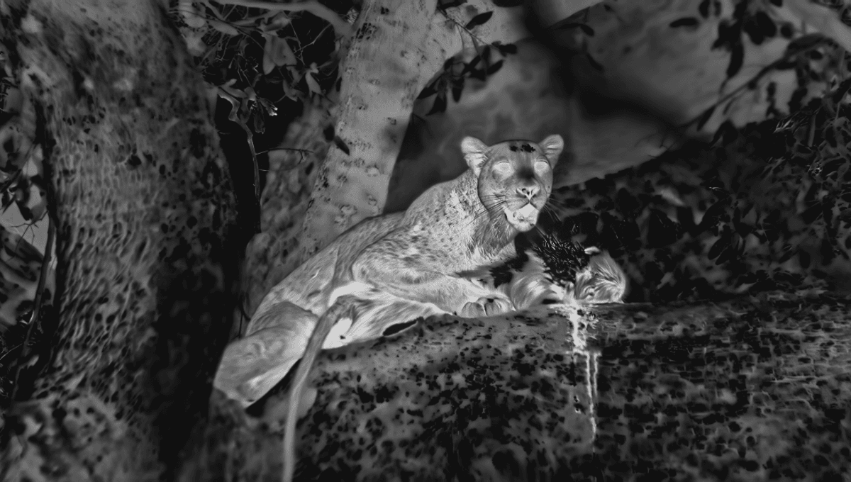 World-First Footage Shows A Leopard Hunting Roosting Baboons At Night