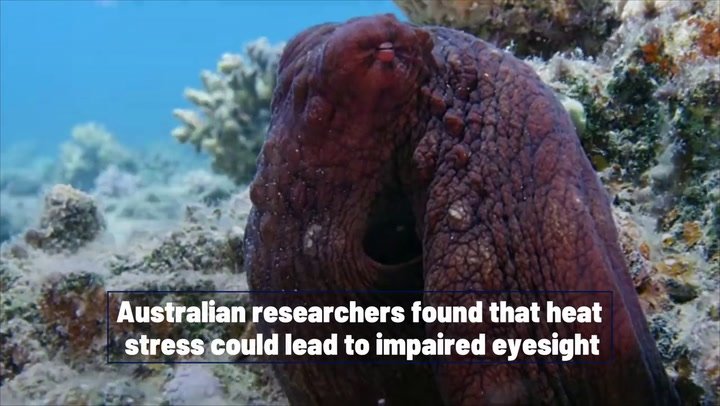 Octopuses could go blind due to global warming, researchers say | News