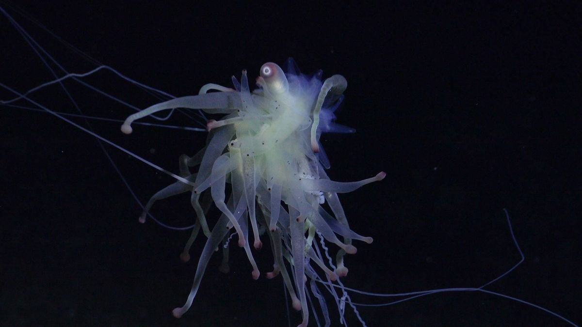 Underwater mountain range off Easter Island hosts creatures unknown to science, expedition reveals